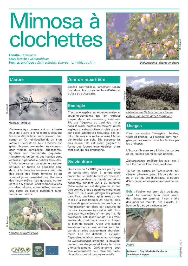 Agroforesterie-Dichrostachys-cinerea