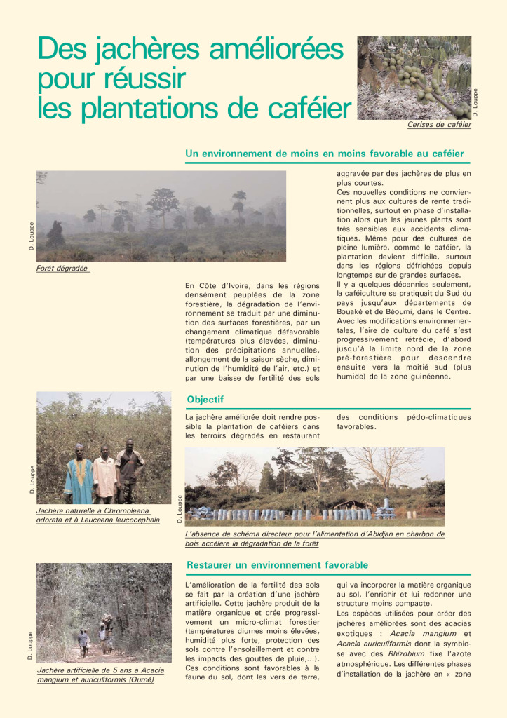 Agroforesterie-cafe-acacia